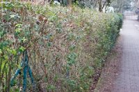 Vertrocknete Hecke