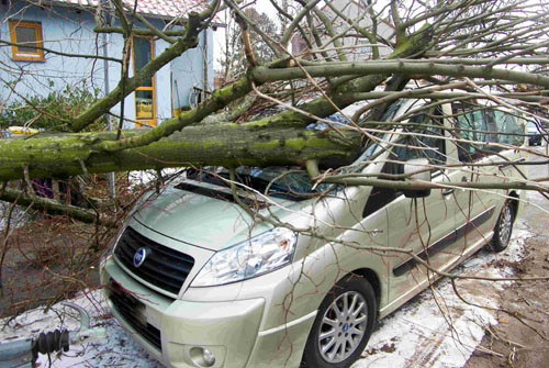 Baum Kappen Kosten Baum Kappen Kosten