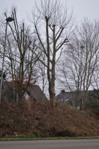 Verstümmelung am Baum