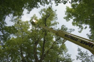 Baumarbeiten mit der Arbeitsbühne